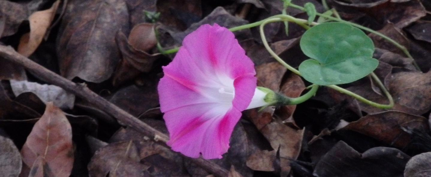 resiliencia flor
